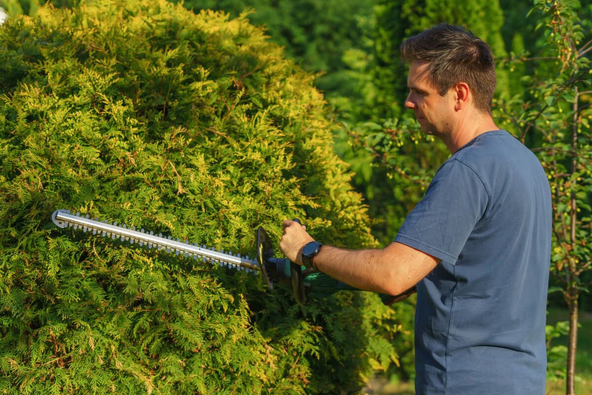 Een tuinman scheert een conifeer met een heggenschaar